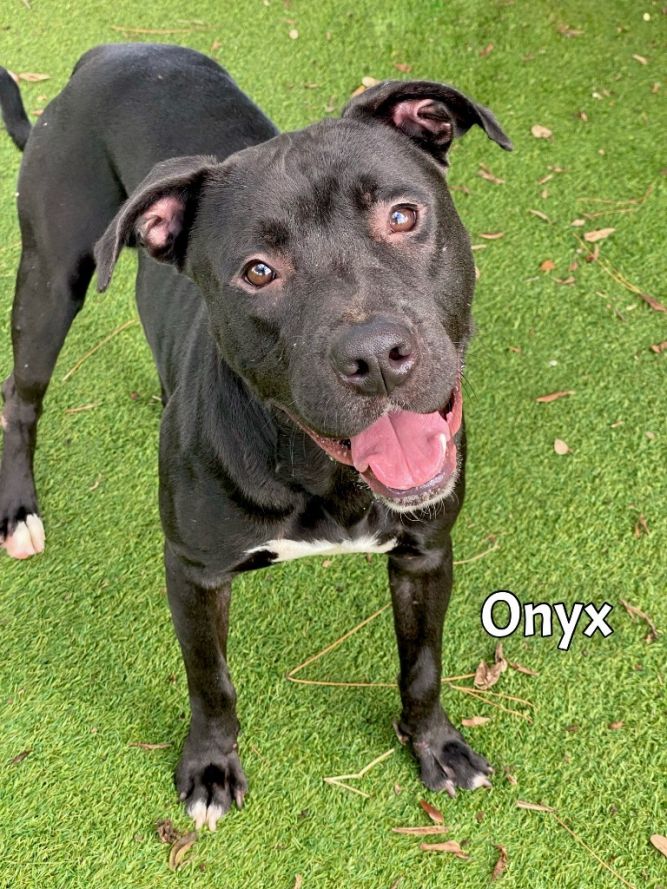 Onyx