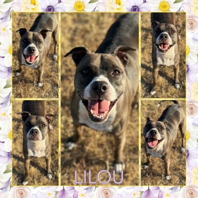 Lilou