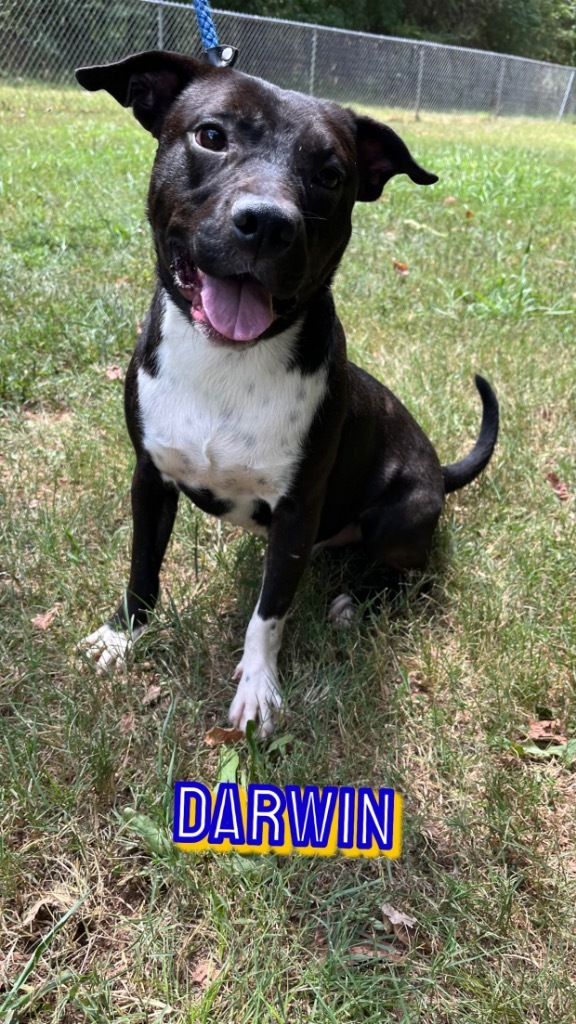 Darwin