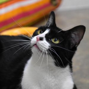 Mini Me, Adult Female Domestic Short Hair