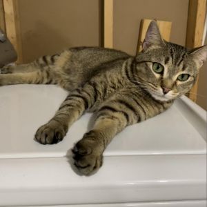 Gracie, Adult Female Domestic Short Hair