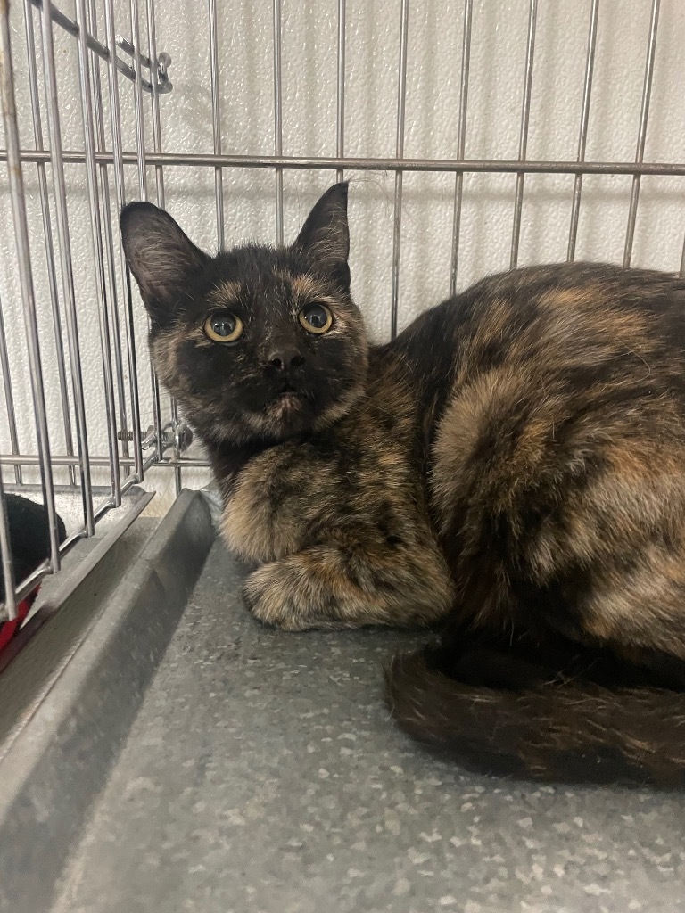 Maize, an adoptable Domestic Short Hair in Rock Springs, WY, 82901 | Photo Image 1