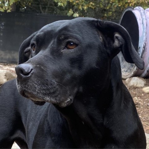 Comet, an adoptable Pit Bull Terrier, Mixed Breed in Mount Shasta, CA, 96067 | Photo Image 1