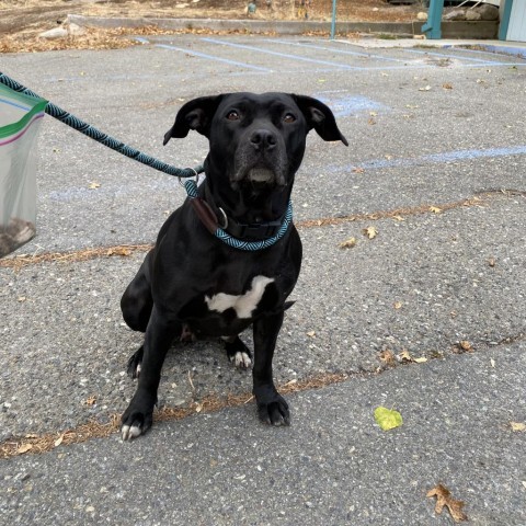 Comet, an adoptable Pit Bull Terrier, Mixed Breed in Mount Shasta, CA, 96067 | Photo Image 2