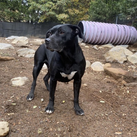 Comet, an adoptable Pit Bull Terrier, Mixed Breed in Mount Shasta, CA, 96067 | Photo Image 3