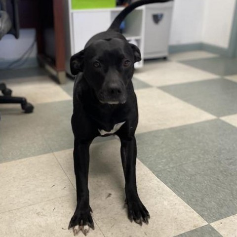 Comet, an adoptable Pit Bull Terrier, Mixed Breed in Mount Shasta, CA, 96067 | Photo Image 4