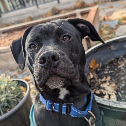 Cupid, an adoptable Black Labrador Retriever in Mount Shasta, CA, 96067 | Photo Image 1