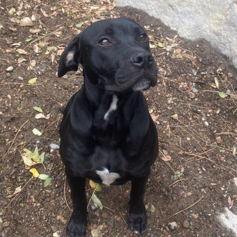 Cupid, an adoptable Black Labrador Retriever in Mount Shasta, CA, 96067 | Photo Image 2