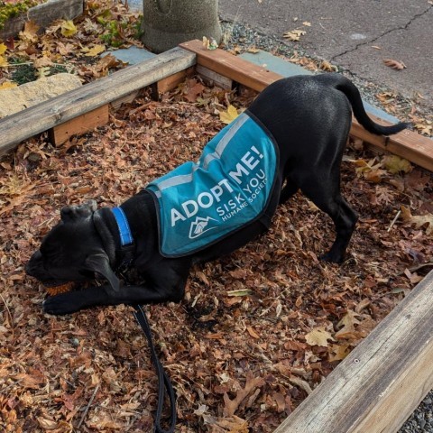 Cupid, an adoptable Black Labrador Retriever in Mount Shasta, CA, 96067 | Photo Image 3