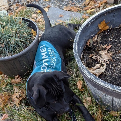 Cupid, an adoptable Black Labrador Retriever in Mount Shasta, CA, 96067 | Photo Image 4