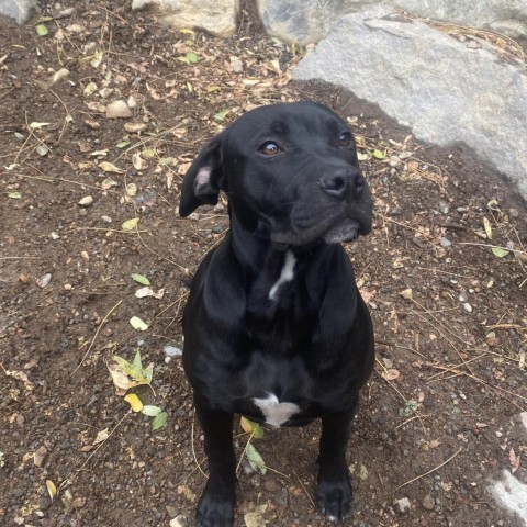 Cupid, an adoptable Black Labrador Retriever in Mount Shasta, CA, 96067 | Photo Image 5