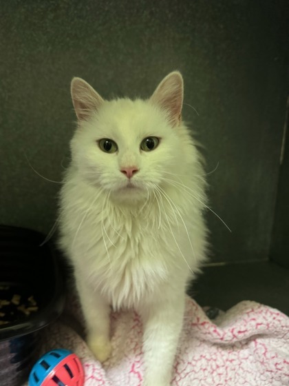 Snowball, an adoptable Domestic Medium Hair, Domestic Short Hair in Moses Lake, WA, 98837 | Photo Image 1