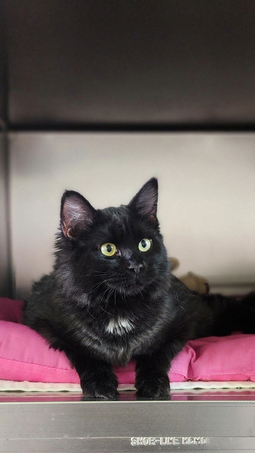 Linguine, an adoptable Domestic Long Hair, Domestic Short Hair in Moses Lake, WA, 98837 | Photo Image 1