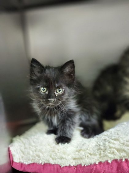 Linguine, an adoptable Domestic Long Hair, Domestic Short Hair in Moses Lake, WA, 98837 | Photo Image 2