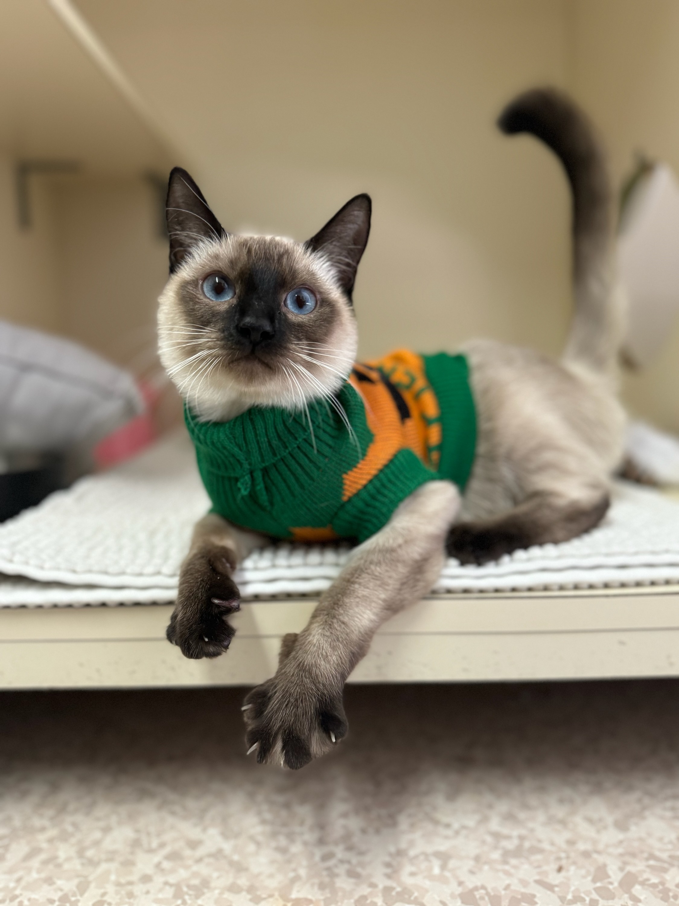 Wobbles, an adoptable Siamese, Domestic Short Hair in Moses Lake, WA, 98837 | Photo Image 1