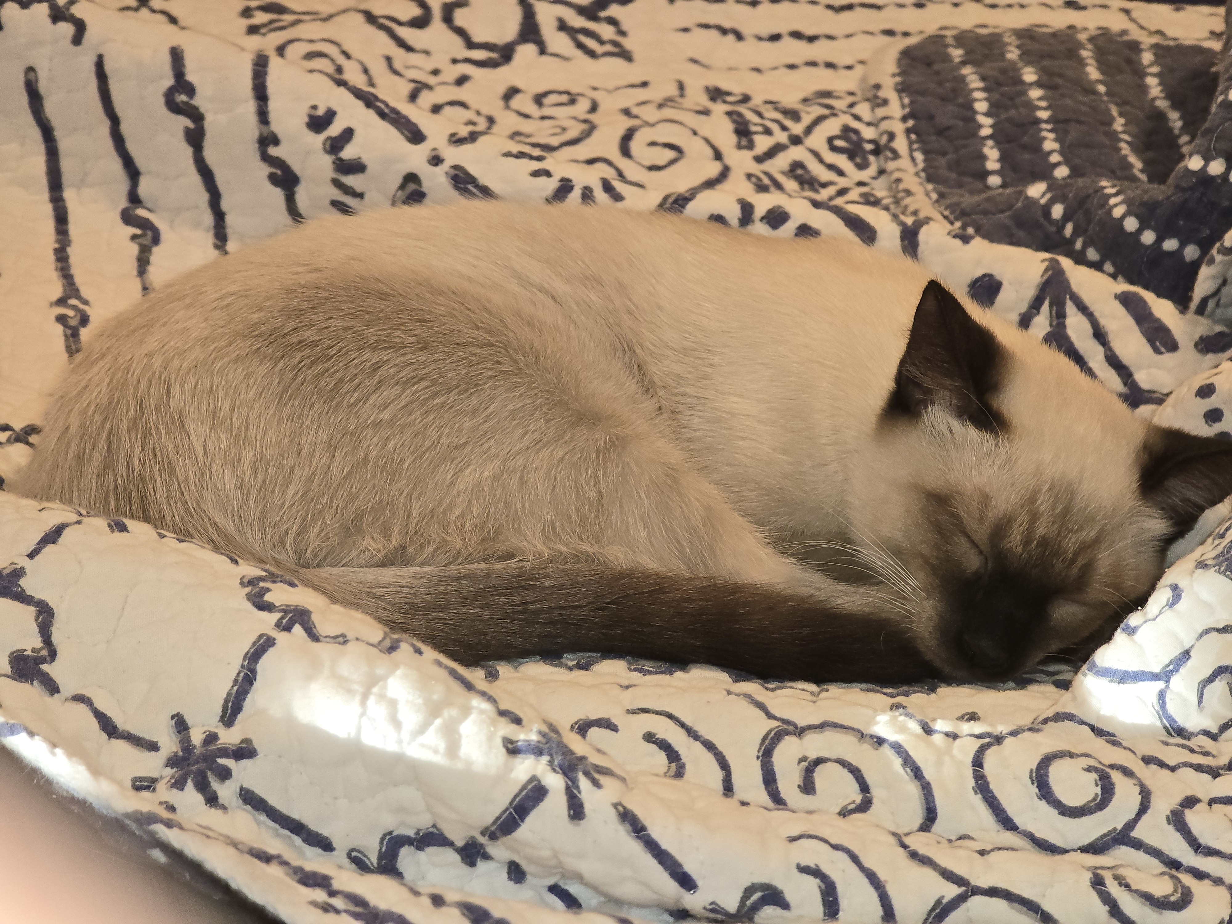 Wobbles, an adoptable Siamese, Domestic Short Hair in Moses Lake, WA, 98837 | Photo Image 2