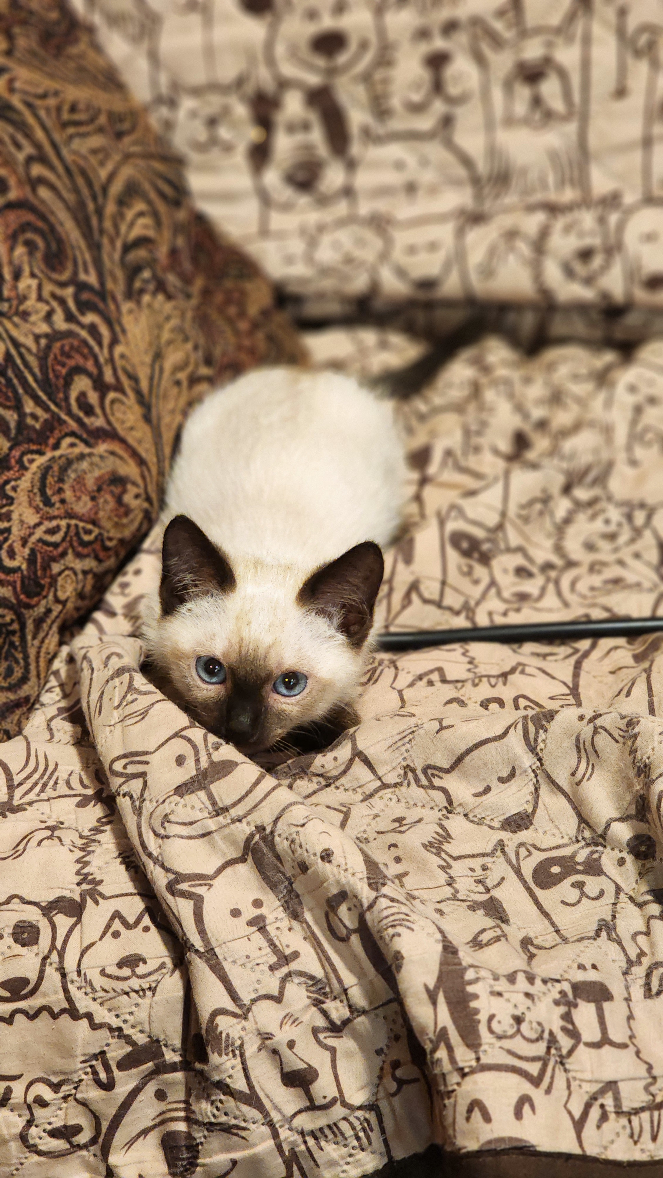 Wobbles, an adoptable Siamese, Domestic Short Hair in Moses Lake, WA, 98837 | Photo Image 3