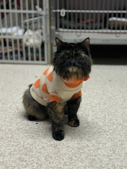 Marble, an adoptable Domestic Medium Hair, Domestic Short Hair in Moses Lake, WA, 98837 | Photo Image 1