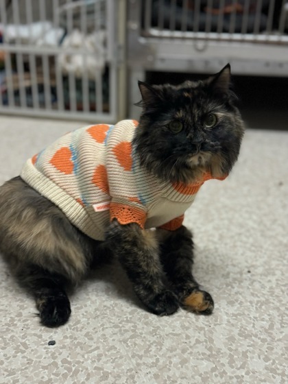 Marble, an adoptable Domestic Medium Hair, Domestic Short Hair in Moses Lake, WA, 98837 | Photo Image 2