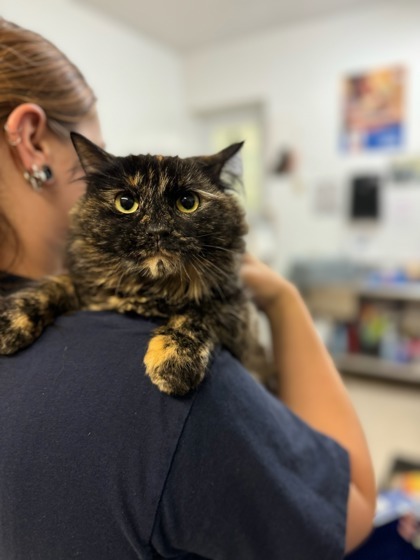 Marble, an adoptable Domestic Medium Hair, Domestic Short Hair in Moses Lake, WA, 98837 | Photo Image 3