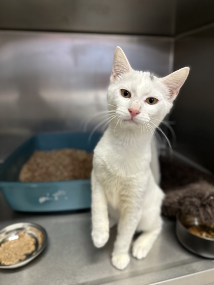 Rex, an adoptable Domestic Medium Hair, Domestic Short Hair in Moses Lake, WA, 98837 | Photo Image 3