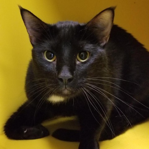 Onyxsky, an adoptable Domestic Short Hair in Abilene, TX, 79602 | Photo Image 1