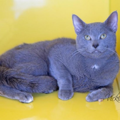 Bluestone, an adoptable Domestic Short Hair in Abilene, TX, 79602 | Photo Image 1