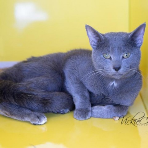 Bluestone, an adoptable Domestic Short Hair in Abilene, TX, 79602 | Photo Image 2