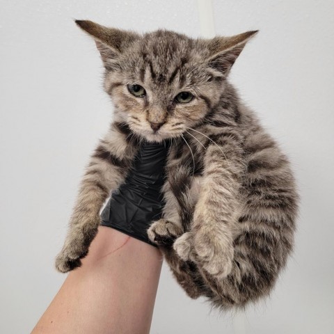 Rain, an adoptable Domestic Short Hair in Abilene, TX, 79602 | Photo Image 1