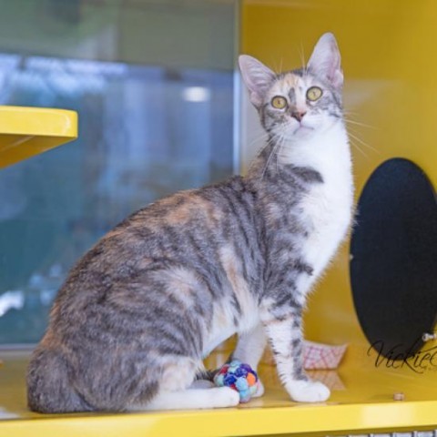 Riverlark, an adoptable Domestic Short Hair in Abilene, TX, 79602 | Photo Image 1