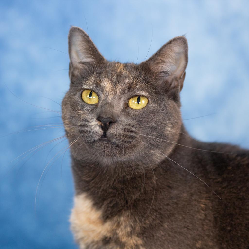 Dumpling, an adoptable Domestic Short Hair in Spanish Fork, UT, 84660 | Photo Image 1