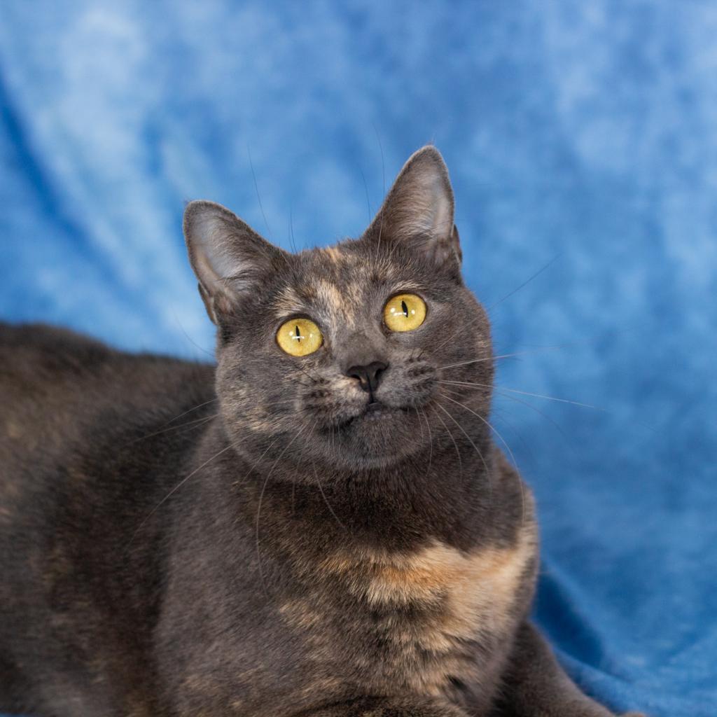 Dumpling, an adoptable Domestic Short Hair in Spanish Fork, UT, 84660 | Photo Image 2