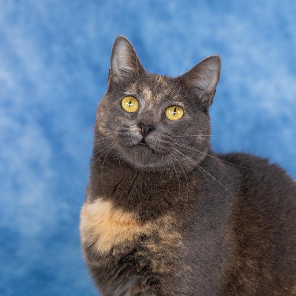 Dumpling, an adoptable Domestic Short Hair in Spanish Fork, UT, 84660 | Photo Image 3