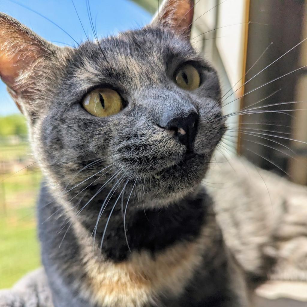 Dumpling, an adoptable Domestic Short Hair in Spanish Fork, UT, 84660 | Photo Image 4