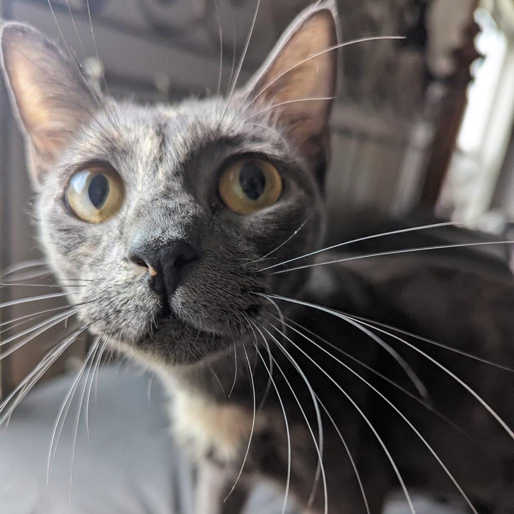 Dumpling, an adoptable Domestic Short Hair in Spanish Fork, UT, 84660 | Photo Image 6