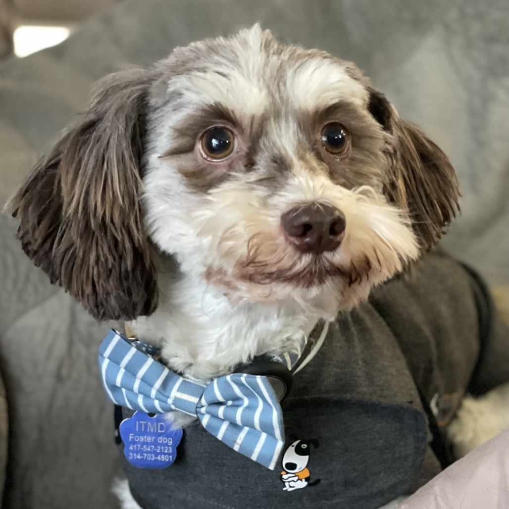 Clara (aka Scarecrow), an adoptable Havanese in Festus, MO, 63028 | Photo Image 1