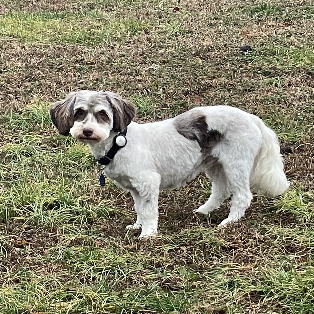 Clara (aka Scarecrow), an adoptable Havanese in Festus, MO, 63028 | Photo Image 3