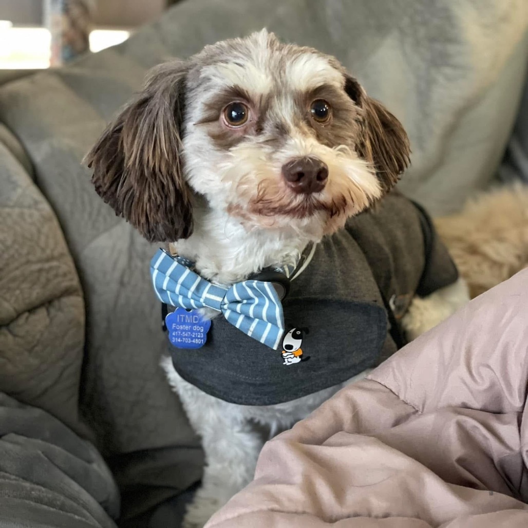 Clara (aka Scarecrow), an adoptable Havanese in Festus, MO, 63028 | Photo Image 5