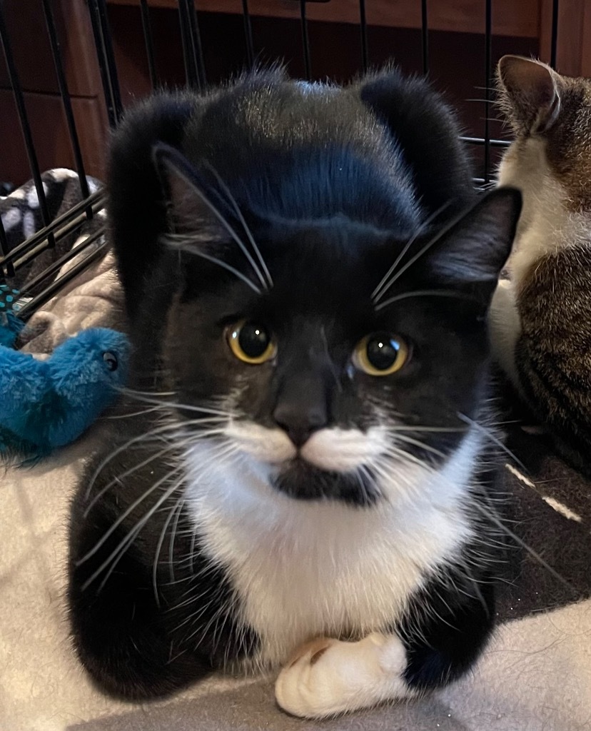 Simon / Garfunkel