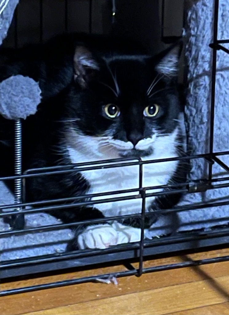 Simon / Garfunkel