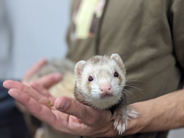 Ferret store near me hotsell