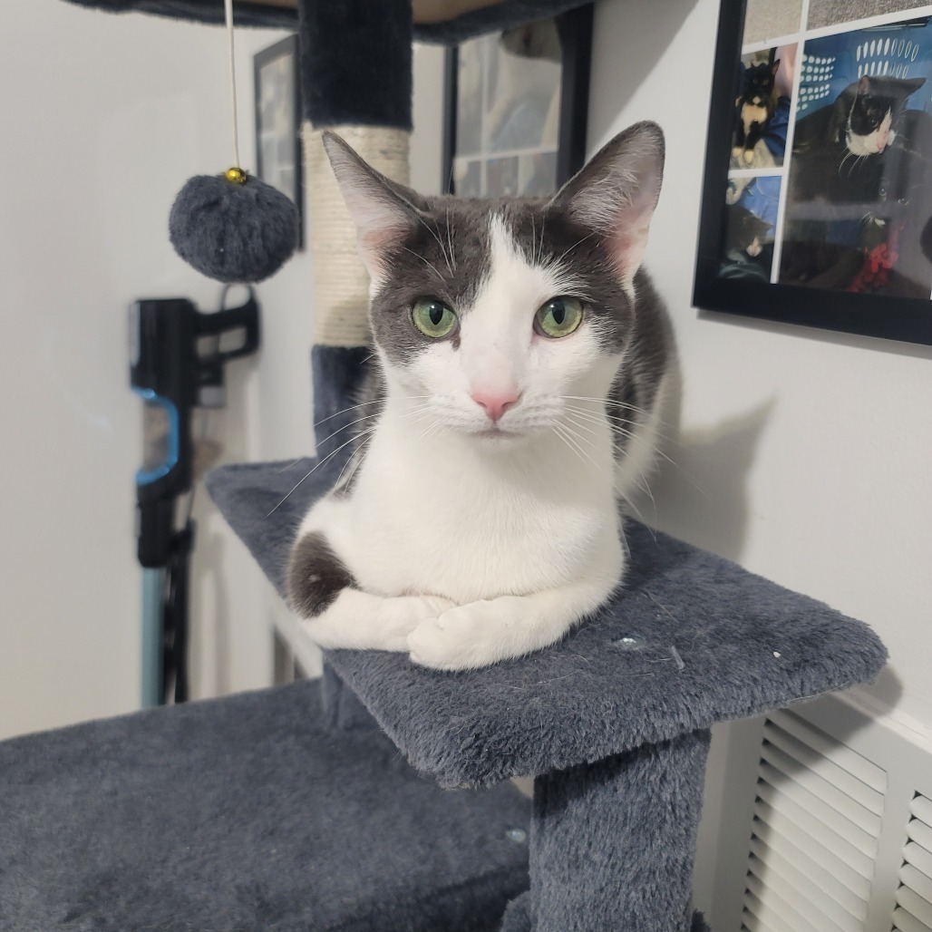 Fluffy
