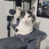 Fluffy photo 1