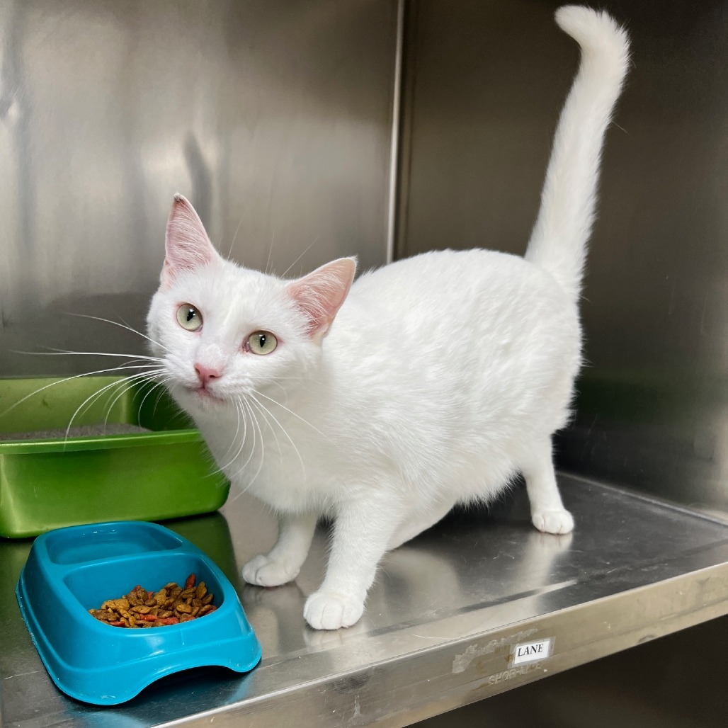 Snowball, an adoptable Domestic Short Hair in Donalsonville, GA, 39845 | Photo Image 1