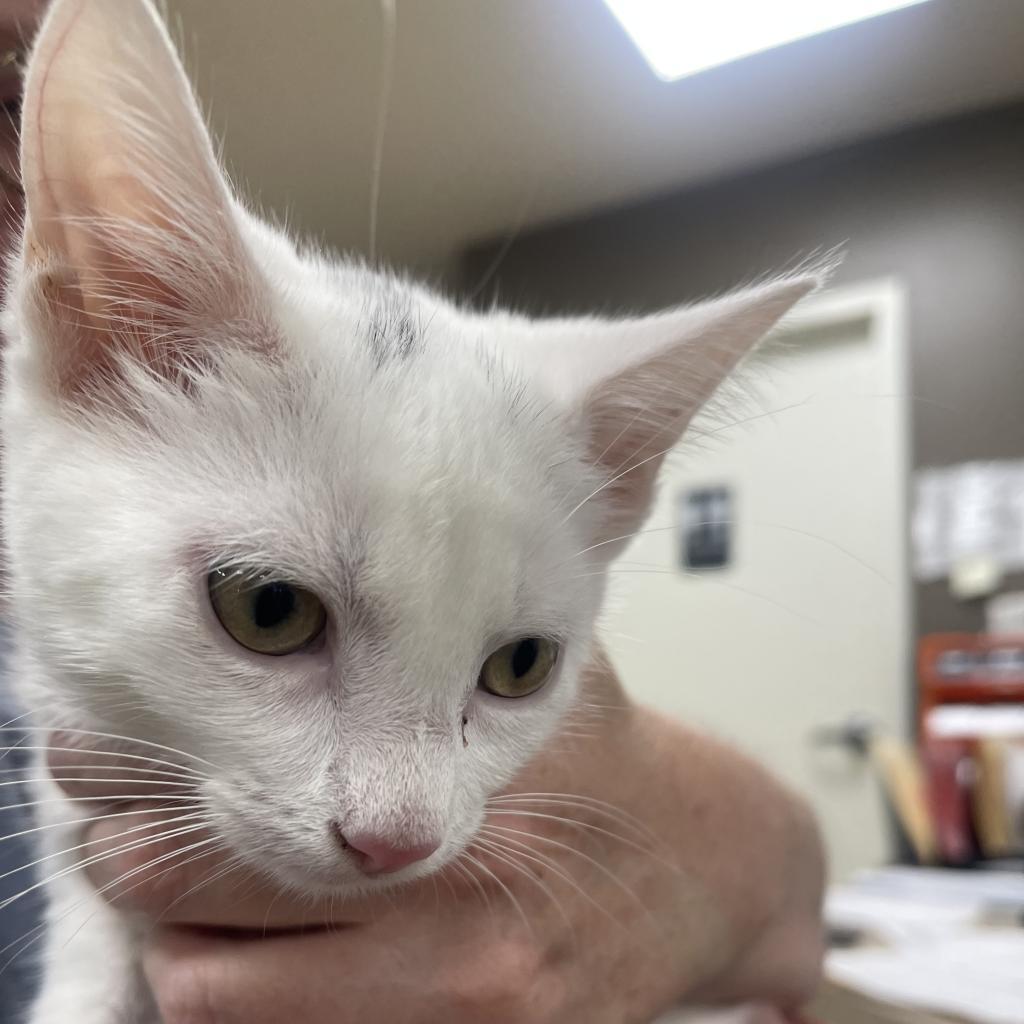 Snowball, an adoptable Domestic Short Hair in Donalsonville, GA, 39845 | Photo Image 2