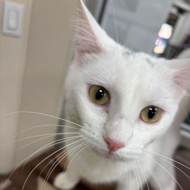 Snowball, an adoptable Domestic Short Hair in Donalsonville, GA, 39845 | Photo Image 3