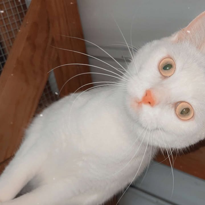 Snowball, an adoptable Domestic Short Hair in Donalsonville, GA, 39845 | Photo Image 4