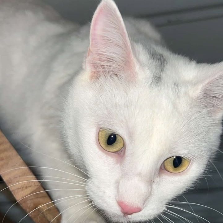 Snowball, an adoptable Domestic Short Hair in Donalsonville, GA, 39845 | Photo Image 5