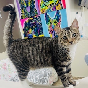 Lane, an adoptable Domestic Medium Hair in Donalsonville, GA, 39845 | Photo Image 1