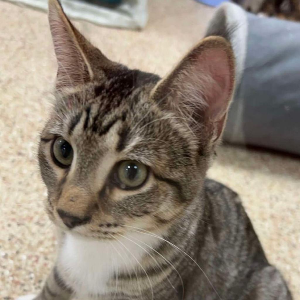 Lane, an adoptable Domestic Medium Hair in Donalsonville, GA, 39845 | Photo Image 2